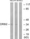 Olfactory Receptor Family 8 Subfamily I Member 2 antibody, LS-C120920, Lifespan Biosciences, Western Blot image 