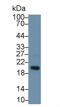 Microfibril Associated Protein 5 antibody, LS-C295366, Lifespan Biosciences, Western Blot image 