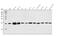 Coiled-Coil-Helix-Coiled-Coil-Helix Domain Containing 10 antibody, A06312, Boster Biological Technology, Western Blot image 