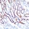 Serum/Glucocorticoid Regulated Kinase 1 antibody, GTX54726, GeneTex, Immunohistochemistry paraffin image 