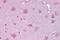 Norrin antibody, A01045, Boster Biological Technology, Immunohistochemistry frozen image 