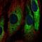 GTPase, IMAP Family Member 1 antibody, HPA053441, Atlas Antibodies, Immunofluorescence image 