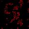 FUS RNA Binding Protein antibody, A700-023, Bethyl Labs, Immunocytochemistry image 