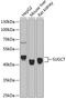 Dermal papilla-derived protein 13 antibody, 19-078, ProSci, Western Blot image 
