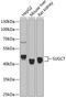 Succinyl-CoA:Glutarate-CoA Transferase antibody, 19-078, ProSci, Western Blot image 