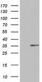 RNA Transcription, Translation And Transport Factor antibody, TA803901, Origene, Western Blot image 