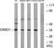 Olfactory Receptor Family 8 Subfamily D Member 1 antibody, TA316300, Origene, Western Blot image 