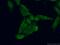 IQ Motif Containing D antibody, 26345-1-AP, Proteintech Group, Immunofluorescence image 