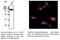 Catenin Beta 1 antibody, AB0095-200, SICGEN, Western Blot image 