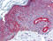 Protein FAM3C antibody, TA316733, Origene, Immunohistochemistry frozen image 