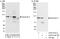 Dynamin 2 antibody, A303-514A, Bethyl Labs, Immunoprecipitation image 