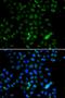 E74 Like ETS Transcription Factor 4 antibody, PA5-77157, Invitrogen Antibodies, Immunofluorescence image 