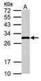 Hydroxysteroid 17-Beta Dehydrogenase 10 antibody, GTX100301, GeneTex, Western Blot image 
