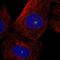 Centrosomal Protein 131 antibody, PA5-54953, Invitrogen Antibodies, Immunofluorescence image 