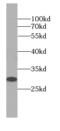 Msj1 antibody, FNab02449, FineTest, Western Blot image 