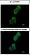 Serine/Threonine Kinase 10 antibody, GTX111951, GeneTex, Immunofluorescence image 