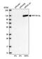 Protein Phosphatase 1 Regulatory Subunit 13 Like antibody, PA5-59491, Invitrogen Antibodies, Western Blot image 