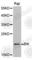 BCL2 Interacting Killer antibody, A2488, ABclonal Technology, Western Blot image 