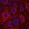 Alpha Fetoprotein antibody, AF1369, R&D Systems, Immunofluorescence image 