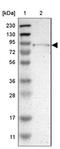 TRNA-YW Synthesizing Protein 1 Homolog antibody, NBP1-83814, Novus Biologicals, Western Blot image 