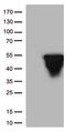 GFAP antibody, CF500339, Origene, Western Blot image 