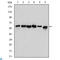 Beclin 1 antibody, LS-C812510, Lifespan Biosciences, Enzyme Linked Immunosorbent Assay image 