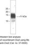 CDC28 Protein Kinase Regulatory Subunit 2 antibody, 37-0300, Invitrogen Antibodies, Western Blot image 