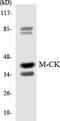 Creatine Kinase, M-Type antibody, LS-C292174, Lifespan Biosciences, Western Blot image 