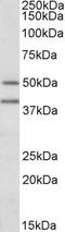 TRAF Interacting Protein antibody, NB100-1230, Novus Biologicals, Western Blot image 