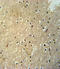 Paired Box 6 antibody, LS-C163395, Lifespan Biosciences, Immunohistochemistry frozen image 