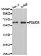 Proteasome 26S Subunit, Non-ATPase 3 antibody, orb136181, Biorbyt, Western Blot image 