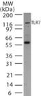 Toll Like Receptor 7 antibody, NB100-56682, Novus Biologicals, Western Blot image 