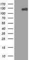 Zinc Finger E-Box Binding Homeobox 1 antibody, LS-C336515, Lifespan Biosciences, Western Blot image 