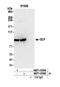  antibody, NBP1-05985, Novus Biologicals, Western Blot image 