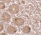 Mitochondrial Transcription Termination Factor 4 antibody, LS-C201067, Lifespan Biosciences, Immunohistochemistry frozen image 