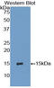 C-X-C Motif Chemokine Ligand 10 antibody, LS-C294760, Lifespan Biosciences, Western Blot image 