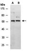 Mothers against decapentaplegic homolog 6 antibody, orb67255, Biorbyt, Western Blot image 