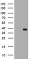Kallikrein Related Peptidase 8 antibody, LS-C175653, Lifespan Biosciences, Western Blot image 