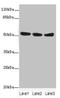 Kynureninase antibody, orb39971, Biorbyt, Western Blot image 