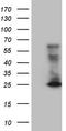 CD3 antibody, TA807198, Origene, Western Blot image 
