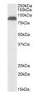 Transient Receptor Potential Cation Channel Subfamily V Member 5 antibody, orb372993, Biorbyt, Western Blot image 