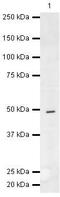Calcium/Calmodulin Dependent Protein Kinase IG antibody, PA5-19661, Invitrogen Antibodies, Western Blot image 