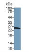 Glutathione S-Transferase Mu 1 antibody, LS-C294263, Lifespan Biosciences, Western Blot image 