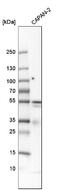 Thymidine Phosphorylase antibody, NBP1-84916, Novus Biologicals, Western Blot image 