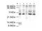Anaphase Promoting Complex Subunit 10 antibody, TA319413, Origene, Western Blot image 