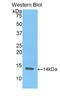 Resistin antibody, LS-C300654, Lifespan Biosciences, Western Blot image 
