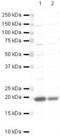 Ubiquitin Conjugating Enzyme E2 I antibody, PA5-19609, Invitrogen Antibodies, Western Blot image 