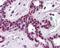 Cullin 3 antibody, 49-414, ProSci, Immunohistochemistry paraffin image 