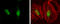 TEA Domain Transcription Factor 1 antibody, GTX632126, GeneTex, Immunocytochemistry image 