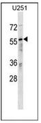 RAN Binding Protein 3 antibody, AP53575PU-N, Origene, Western Blot image 